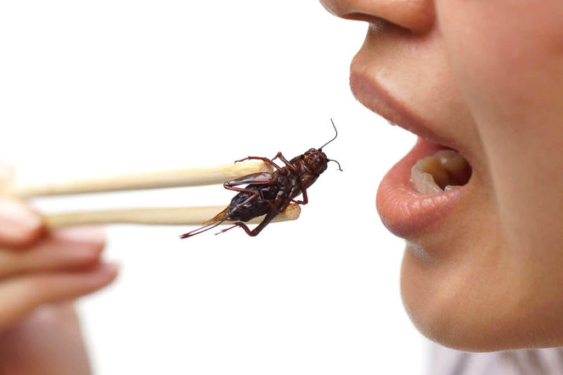 Mangeresti mai un insetto? E un pesce che si nutre di insetti?