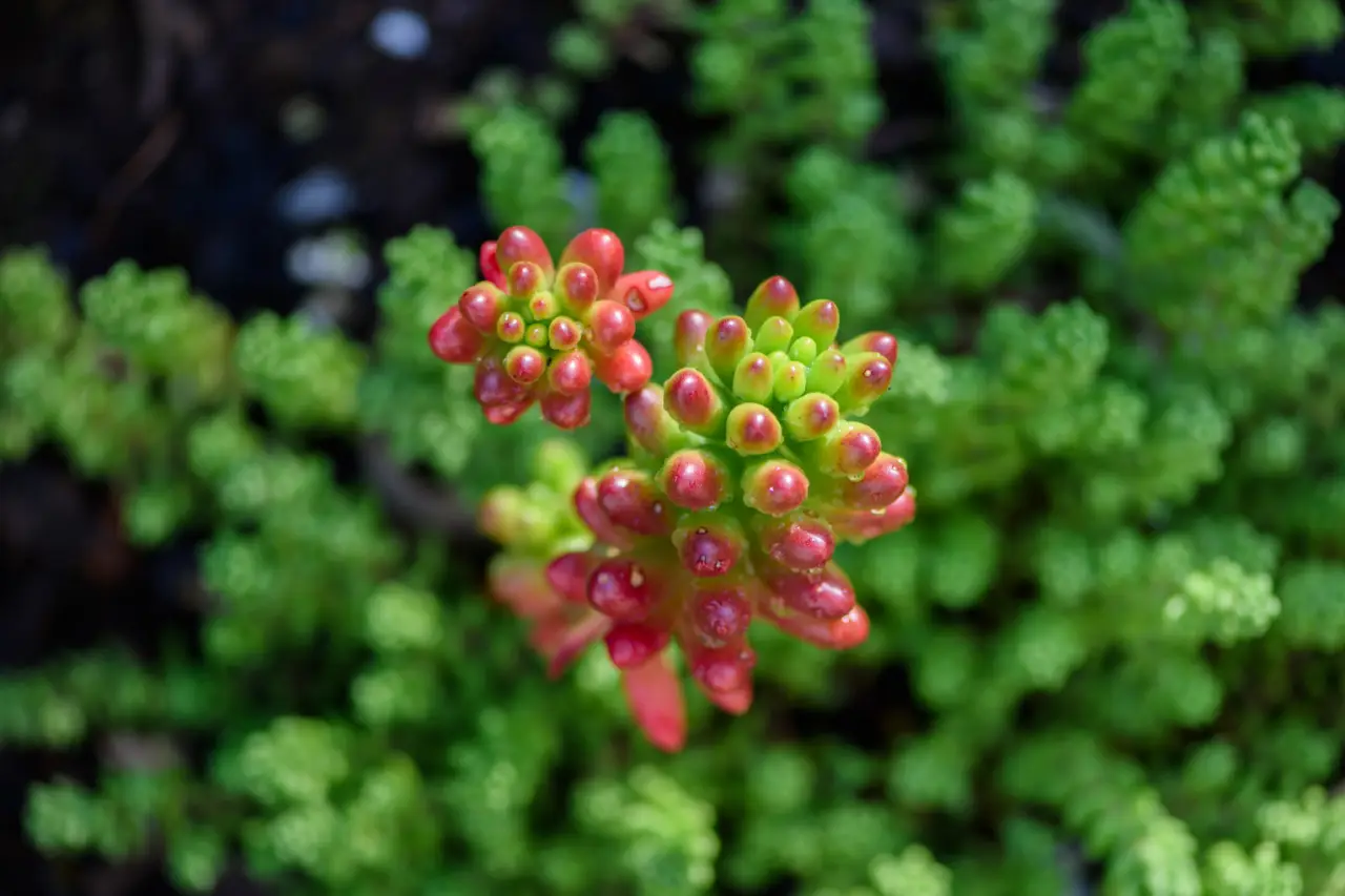 Non piantare il Sedum in questo punto del giardino: sopravviverà solo se eviti questo errore