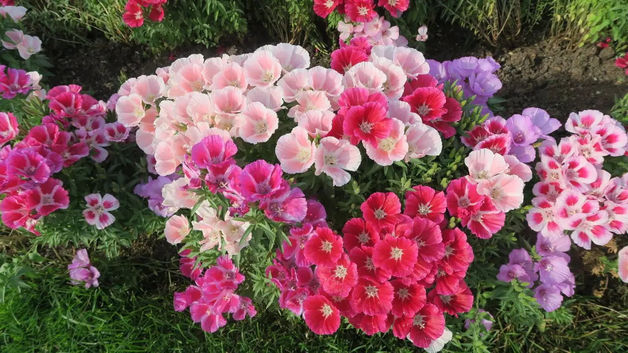 Garofani sempre tristi e senza fiori? Ecco l’errore di esposizione che stai commettendo