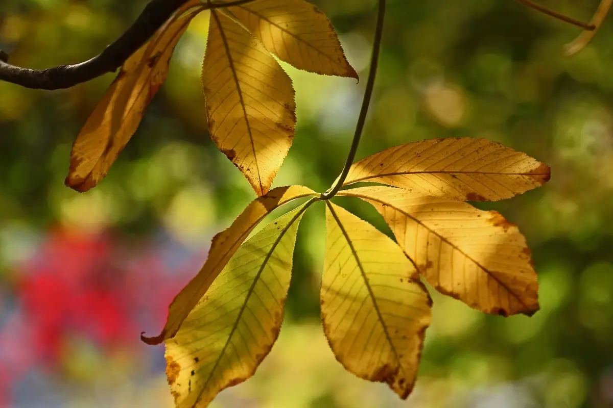 Allarme secco: ecco il motivo sorprendente per cui la tua pianta sta perdendo tutte le foglie