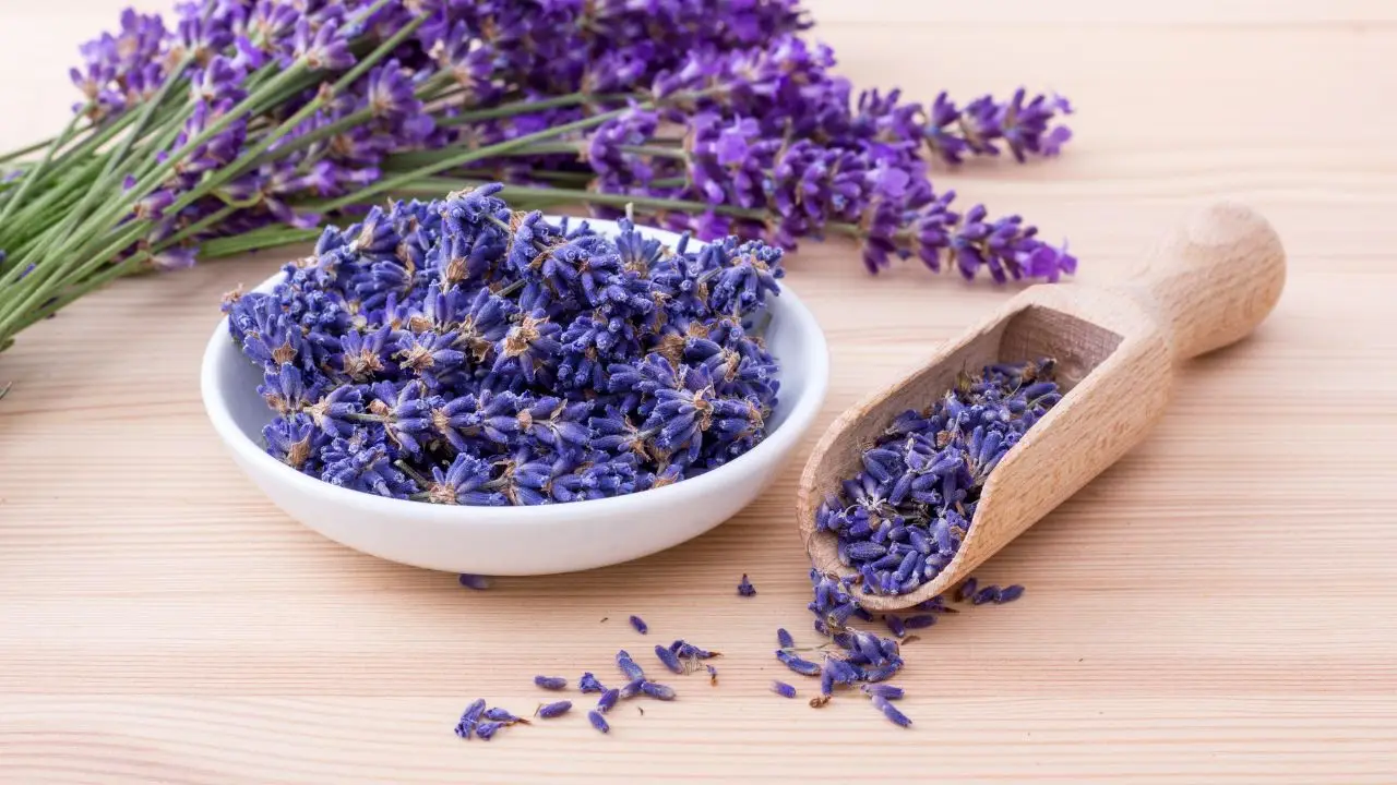 Metti la lavanda in questi punti della casa: ecco quali insetti allontana davvero